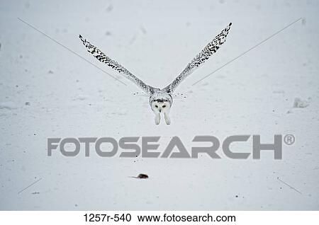 Canada, Quebec, Saint-Barthelemy, Ghost of the North, Snowy Owl (Nyctea scandiaca) catching prey View Large Photo Image Stock Image - Canada, Quebec, Saint-Barthelemy, Ghost of the North, Snowy Owl (Nyctea scandiaca) catching prey. Fotosearch