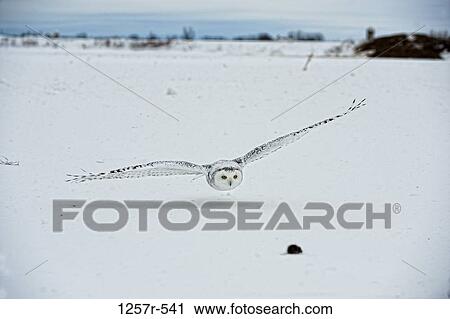 Stock Image - Canada, Quebec, Saint-Barthelemy, Ghost of the North, Snowy Owl (Nyctea scandiaca) catching prey. Fotosearch