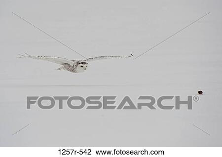 Stock Image - Canada, Quebec, Saint-Barthelemy, Ghost of the North, Snowy Owl (Nyctea scandiaca) catching prey. Fotosearch