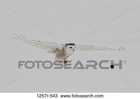 Canada, Quebec, Saint-Barthelemy, Ghost of the North, Snowy Owl (Nyctea scandiaca) catching prey View Large Photo Image Stock Image - Canada, Quebec, Saint-Barthelemy, Ghost of the North, Snowy Owl (Nyctea scandiaca) catching prey. Fotosearch