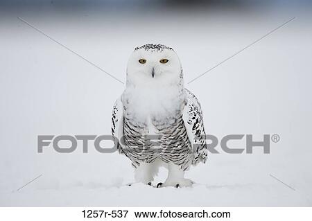 Canada, Quebec, Saint-Barthelemy, Ghost of the North, Snowy Owl (Nyctea scandiaca) View Large Photo Image Stock Photo - Canada, Quebec, Saint-Barthelemy, Ghost of the North, Snowy Owl (Nyctea scandiaca). Fotosearch