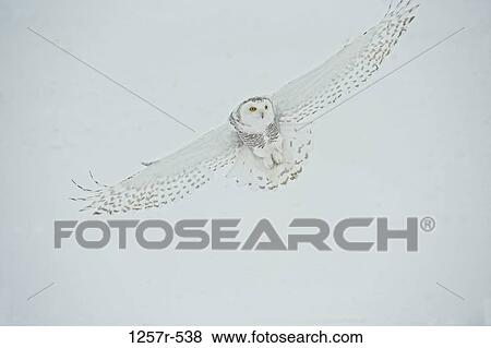 Canada, Quebec, Saint-Barthelemy, Ghost of the North, Snowy Owl (Nyctea scandiaca) View Large Photo Image Stock Photo - Canada, Quebec, Saint-Barthelemy, Ghost of the North, Snowy Owl (Nyctea scandiaca). Fotosearch