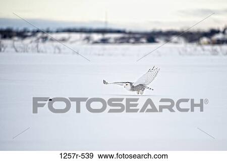 Canada, Quebec, Saint-Barthelemy, Ghost of the North, Snowy Owl (Nyctea scandiaca) catching prey View Large Photo Image Stock Photo - Canada, Quebec, Saint-Barthelemy, Ghost of the North, Snowy Owl (Nyctea scandiaca) catching prey. Fotosearch