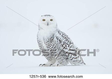 Canada, Quebec, Saint-Barthelemy, Ghost of the North, Snowy Owl (Nyctea scandiaca) View Large Photo Image Stock Photograph - Canada, Quebec, Saint-Barthelemy, Ghost of the North, Snowy Owl (Nyctea scandiaca). Fotosearch