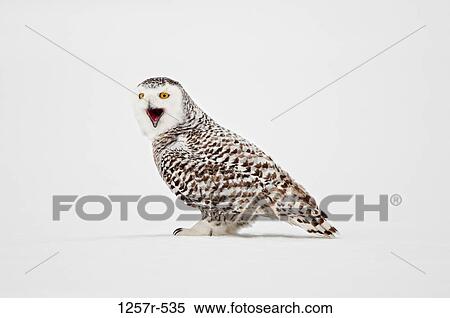 Stock Photography - Canada, Quebec, Saint-Barthelemy, Ghost of the North, Snowy Owl (Nyctea scandiaca). Fotosearch