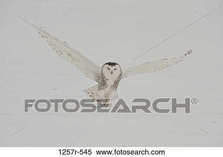 Stock Photography - Canada, Quebec, Saint-Barthelemy, Ghost of the North, Snowy Owl (Nyctea scandiaca). Fotosearch