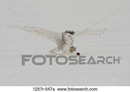 Canada, Quebec, Saint-Barthelemy, Snowy Owl (Bubo scandiacus) hunting View Large Photo Image Stock Image - Canada, Quebec, Saint-Barthelemy, Snowy Owl (Bubo scandiacus) hunting. Fotosearch