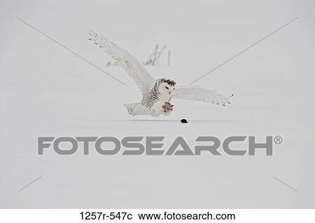 Stock Image - Canada, Quebec, Saint-Barthelemy, Snowy Owl (Bubo scandiacus) hunting. Fotosearch