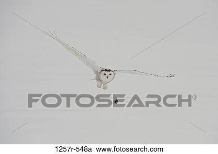 Canada, Quebec, Saint-Barthelemy, Snowy Owl (Bubo scandiacus) hunting View Large Photo Image Stock Image - Canada, Quebec, Saint-Barthelemy, Snowy Owl (Bubo scandiacus) hunting. Fotosearch