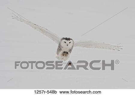 Canada, Quebec, Saint-Barthelemy, Snowy Owl (Bubo scandiacus) hunting View Large Photo Image Stock Image - Canada, Quebec, Saint-Barthelemy, Snowy Owl (Bubo scandiacus) hunting. Fotosearch