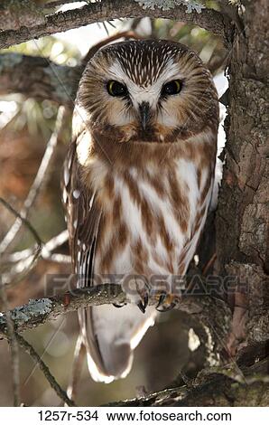Picture - Canada, Saw-whet Owl (Aegolius acadicus) on branch. Fotosearch