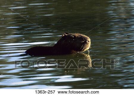 Capybara swimming in water View Large Photo Image Stock Photo - Capybara swimming in water. Fotosearch