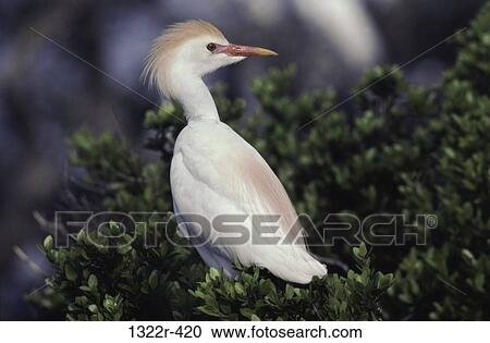 Cattle Egret looking away View Large Photo Image Stock Image - Cattle Egret looking away. Fotosearch