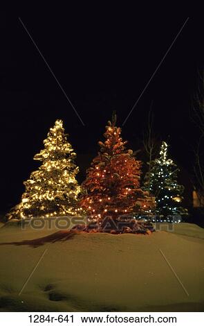 Christmas trees at Sun Valley, Idaho, USA View Large Photo Image Stock Image - Christmas trees at Sun Valley, Idaho, USA. Fotosearch