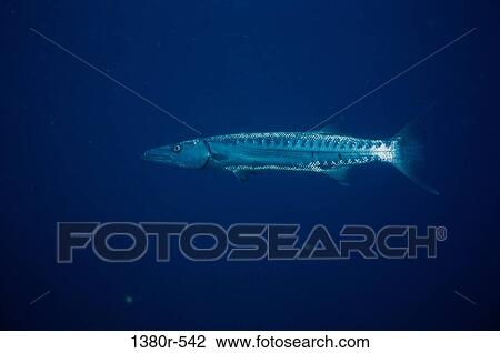 Close-up of a barracuda swimming underwater View Large Photo Image Stock Image - Close-up of a barracuda swimming underwater. Fotosearch