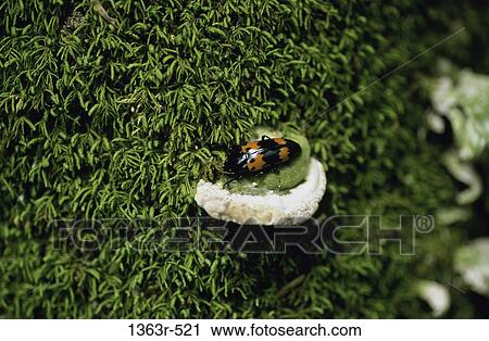 Close-up of a beetle on a mushroom View Large Photo Image Stock Image - Close-up of a beetle on a mushroom. Fotosearch