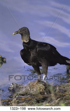 Close-up of a Black Vulture, Florida, USA View Large Photo Image Stock Photo - Close-up of a Black Vulture, Florida, USA. Fotosearch