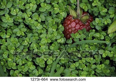 Picture - Close-up of a blackberry plant. Fotosearch