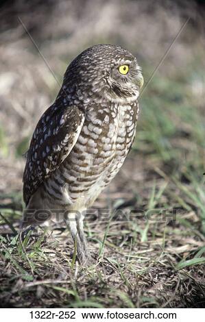 Close-up of a Burrowing Owl in a field View Large Photo Image Stock Image - Close-up of a Burrowing Owl in a field. Fotosearch