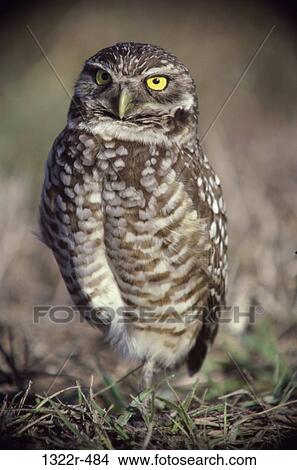 Close-up of a Burrowing Owl on the ground View Large Photo Image Picture - Close-up of a Burrowing Owl on the ground. Fotosearch