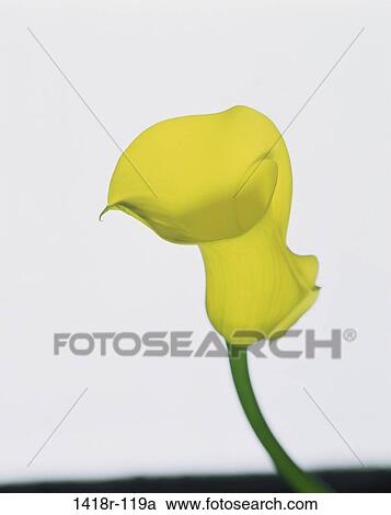 Stock Image - Close-up of a calla lily flower. Fotosearch