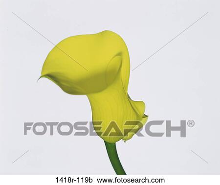 Stock Image - Close-up of a calla lily flower. Fotosearch