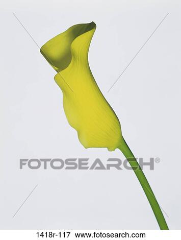 Stock Photo - Close-up of a calla lily flower. Fotosearch