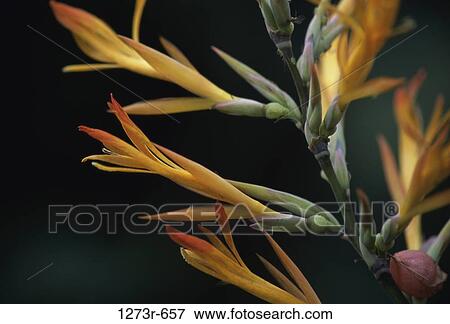 Close-up of a Canna Paniculata View Large Photo Image Stock Photo - Close-up of a Canna Paniculata. Fotosearch