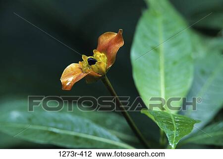 Close-up of a cephaelis, Corcovado National Park, Costa Rica View Large Photo Image Stock Image - Close-up of a cephaelis, Corcovado National Park, Costa Rica. Fotosearch