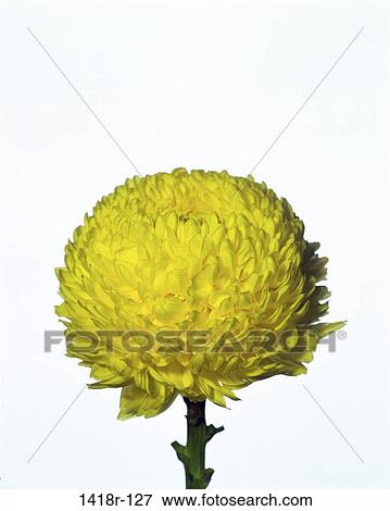 Close-up of a chrysanthemum View Large Photo Image Stock Photo - Close-up of a chrysanthemum. Fotosearch