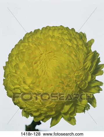 Close-up of a chrysanthemum View Large Photo Image Stock Photo - Close-up of a chrysanthemum. Fotosearch