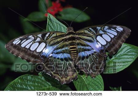 Stock Photo - Close-up of a Clipper butterfly on a plant. Fotosearch