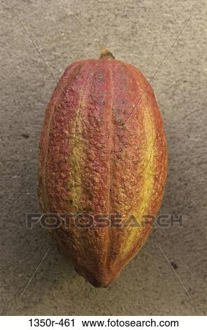Stock Image - Close-up of a cocoa bean. Fotosearch