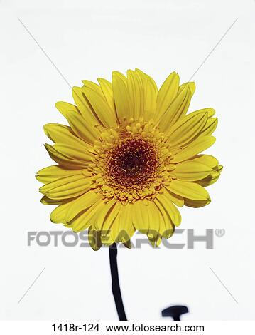 Picture - Close-up of a daisy. Fotosearch