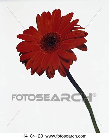 Close-up of a daisy View Large Photo Image Stock Image - Close-up of a daisy. Fotosearch