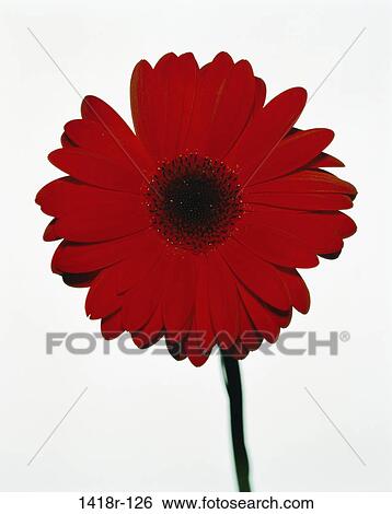 Close-up of a daisy View Large Photo Image Stock Photograph - Close-up of a daisy. Fotosearch