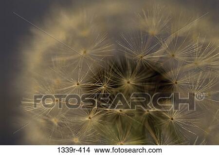 Close-up of a dandelion View Large Photo Image Picture - Close-up of a dandelion. Fotosearch