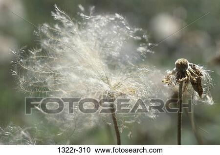 Close-up of a dandelion View Large Photo Image Stock Image - Close-up of a dandelion. Fotosearch