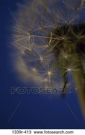 Close-up of a dandelion View Large Photo Image Stock Image - Close-up of a dandelion. Fotosearch