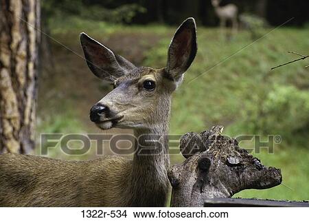 Close-up of a deer View Large Photo Image Picture - Close-up of a deer. Fotosearch