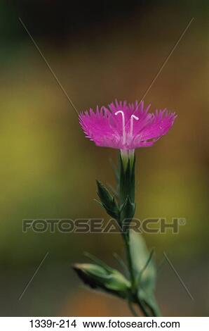 Close-up of a dianthus View Large Photo Image Picture - Close-up of a dianthus. Fotosearch