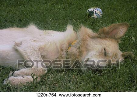 Picture - Close-up of a dog sleeping on a lawn. Fotosearch