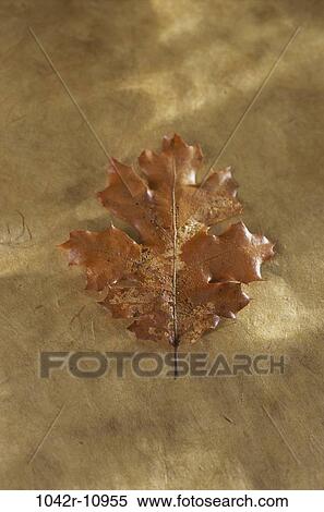 Close-up of a dry maple leaf View Large Photo Image Stock Photography - Close-up of a dry maple leaf. Fotosearch