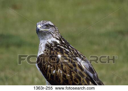 Stock Photography - Close-up of a Ferruginous Hawk. Fotosearch