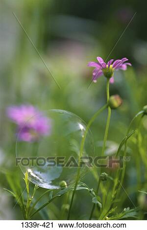 Stock Image - Close-up of a flower. Fotosearch