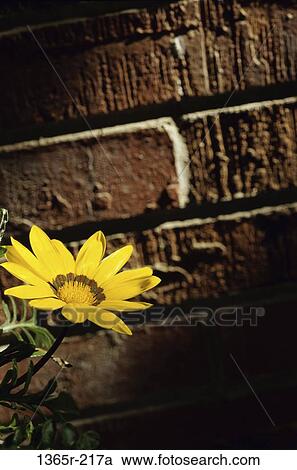 Close-up of a flower View Large Photo Image Stock Image - Close-up of a flower. Fotosearch