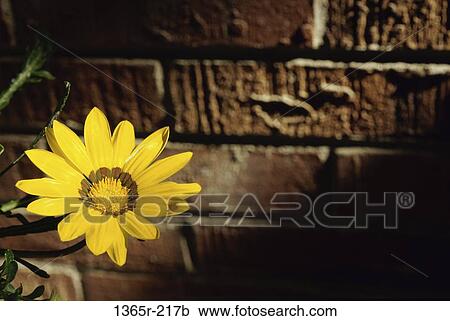 Stock Image - Close-up of a flower. Fotosearch