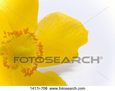 Close-up of a flower View Large Photo Image Stock Photo - Close-up of a flower. Fotosearch