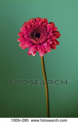 Stock Photography - Close-up of a flower. Fotosearch