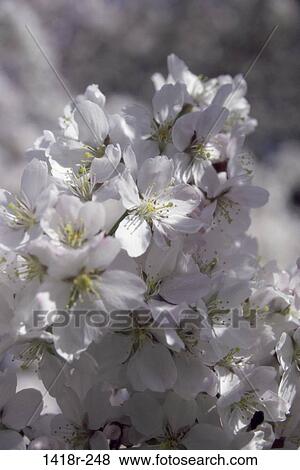Close-up of a flowering plant View Large Photo Image Stock Photo - Close-up of a flowering plant. Fotosearch